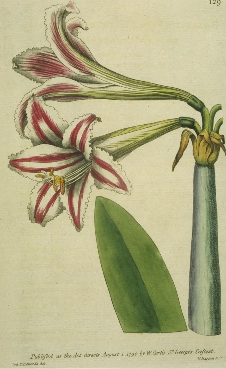 Hippeastrum vittatum
