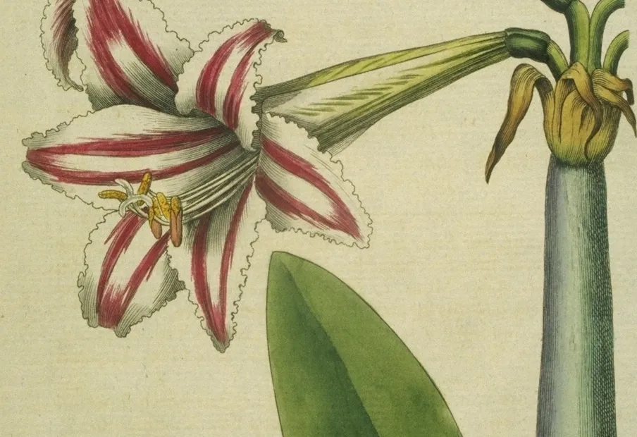 superb amaryllis (Hippeastrum vittatum) – plant photo