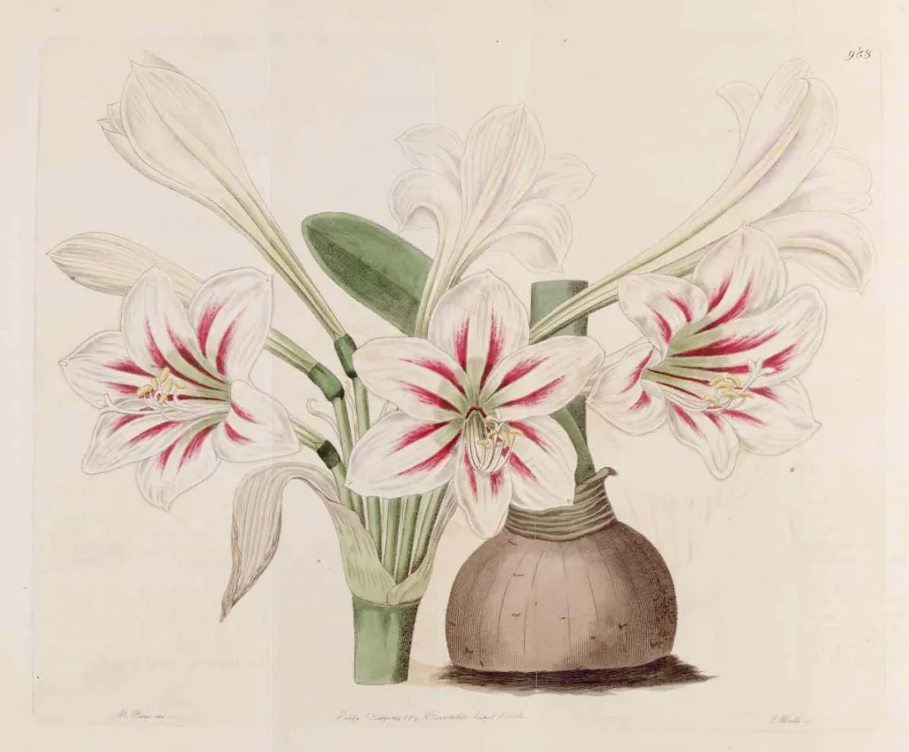 superb amaryllis (Hippeastrum vittatum) – characteristic appearance, plant photo