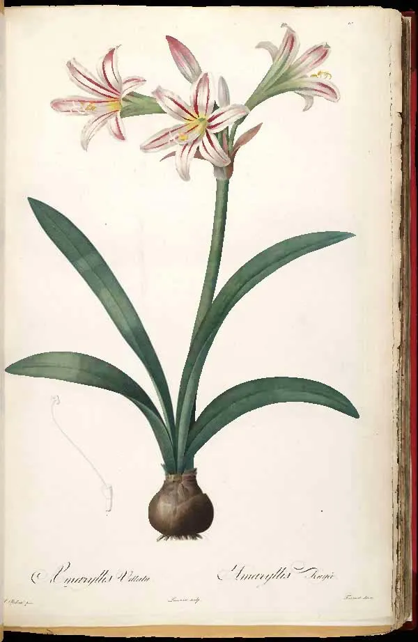 superb amaryllis (Hippeastrum vittatum) – characteristic appearance, plant photo