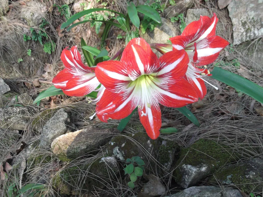 superb amaryllis (Hippeastrum vittatum) – flowers in close-up, plant photo
