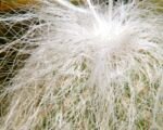 Hlavovec starecký (Cephalocereus senilis) – pestovanie a starostlivosť