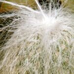 hlavovec starecký (Cephalocereus senilis) – fotografia rastliny