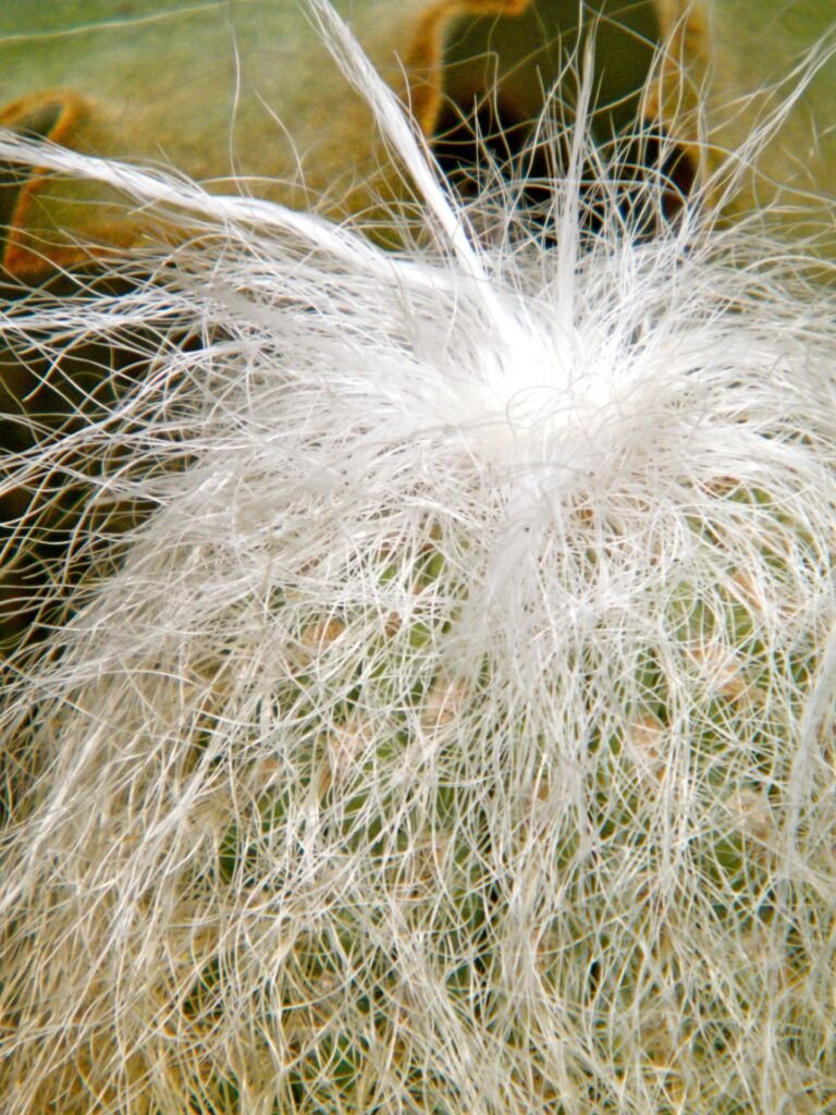 Cephalocereus senilis