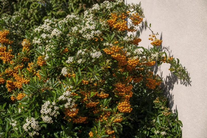 Pyracantha 'Golden Charmer'