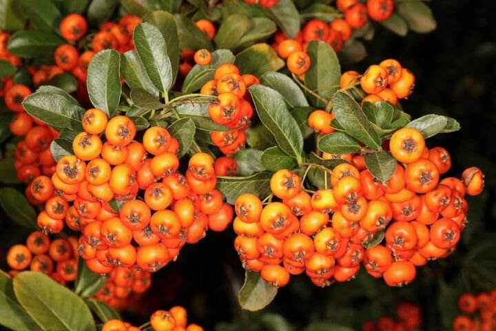 Pyracantha 'Orange Charmer'