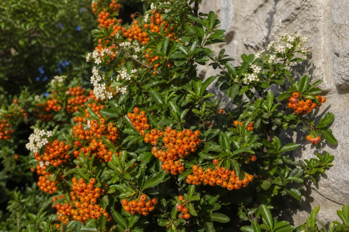 Pyracantha 'Orange Glow'