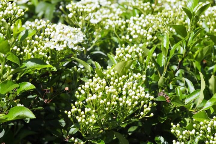 Pyracantha coccinea