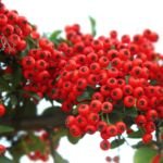 Hlohyňa šarlátová 'Red Column' (Pyracantha 'Red Column') – fotografia rastliny