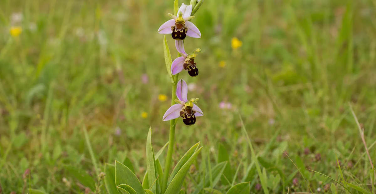 hmyzovník včelovitý (Ophrys apifera) – fotografia rastliny