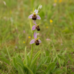hmyzovník včelovitý (Ophrys apifera) – fotografia rastliny