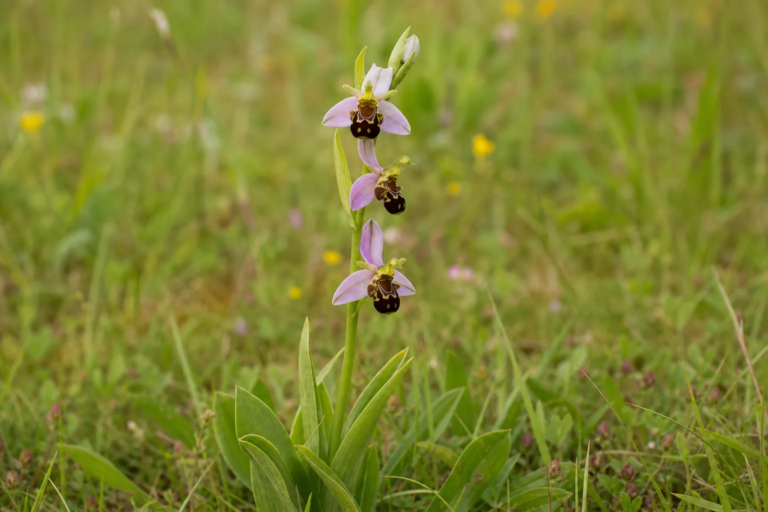 Ophrys apifera