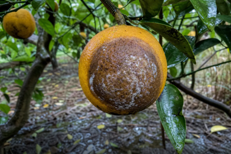 Hnedá hniloba citrusov – Phytophthora citrophthora – diagnostická fotografia