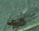Hop aphid