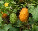 Horned Melon (Cucumis metuliferus) care guide