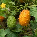 Horned Melon (Cucumis metuliferus) – plant photo
