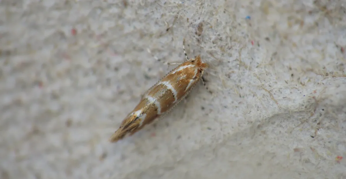 Horse Chestnut Leaf Miner
