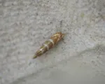 Horse Chestnut Leaf Miner