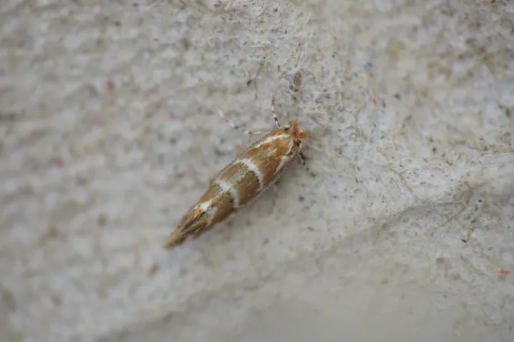 Horse Chestnut Leaf Miner