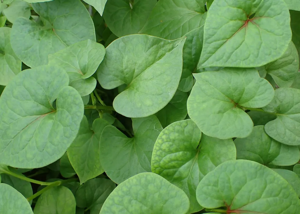hutínia srdcovitá (Houttuynia cordata) – v záhrade, fotografia rastliny