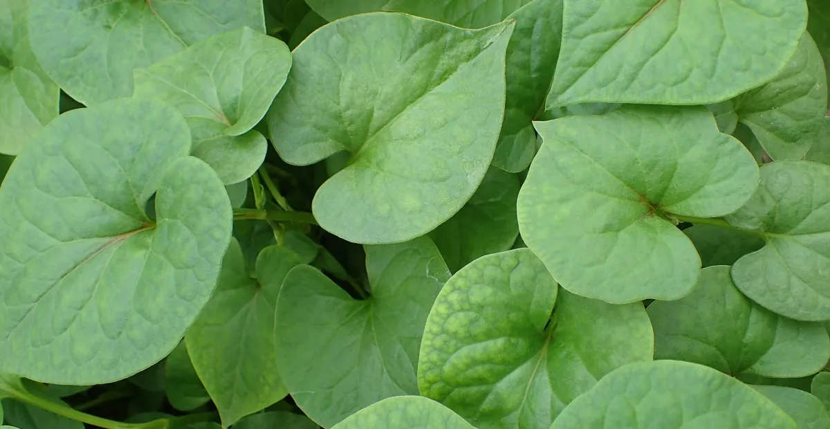 fish mi (Houttuynia cordata) – plant photo