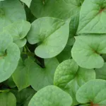 fish mi (Houttuynia cordata) – plant photo