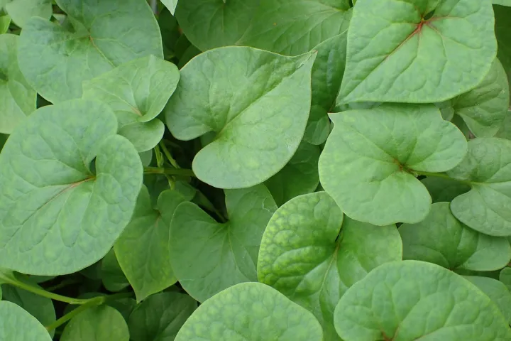 Houttuynia cordata
