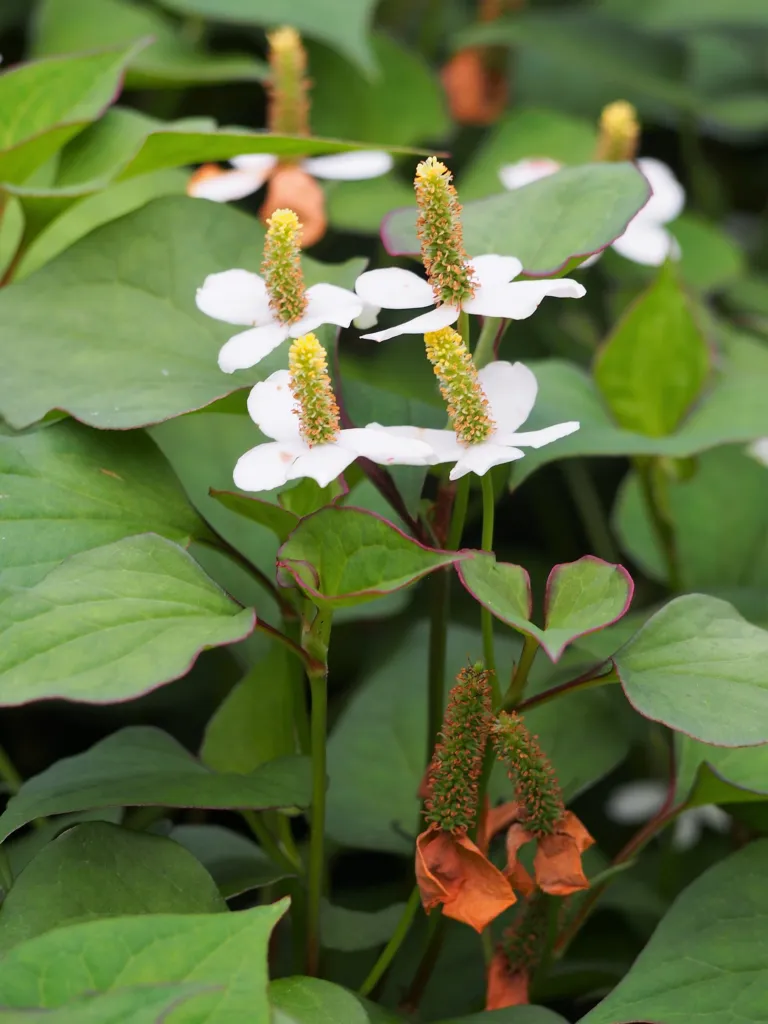 hutínia srdcovitá (Houttuynia cordata) – kvety zblízka, fotografia rastliny