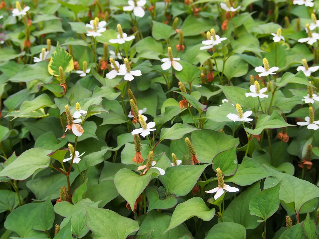 hutínia srdcovitá (Houttuynia cordata) – kvety zblízka, fotografia rastliny