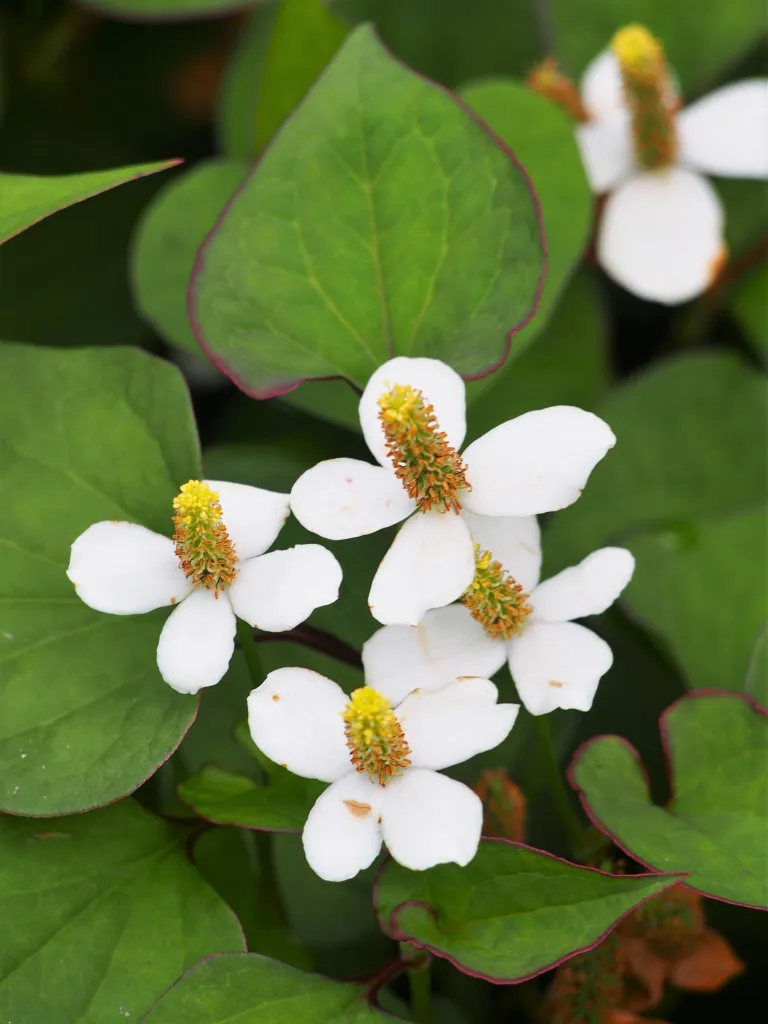 hutínia srdcovitá (Houttuynia cordata) – kvety zblízka, fotografia rastliny