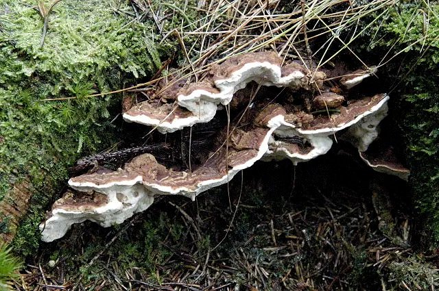 Huba korzeni (korzeniowiec wieloletni)