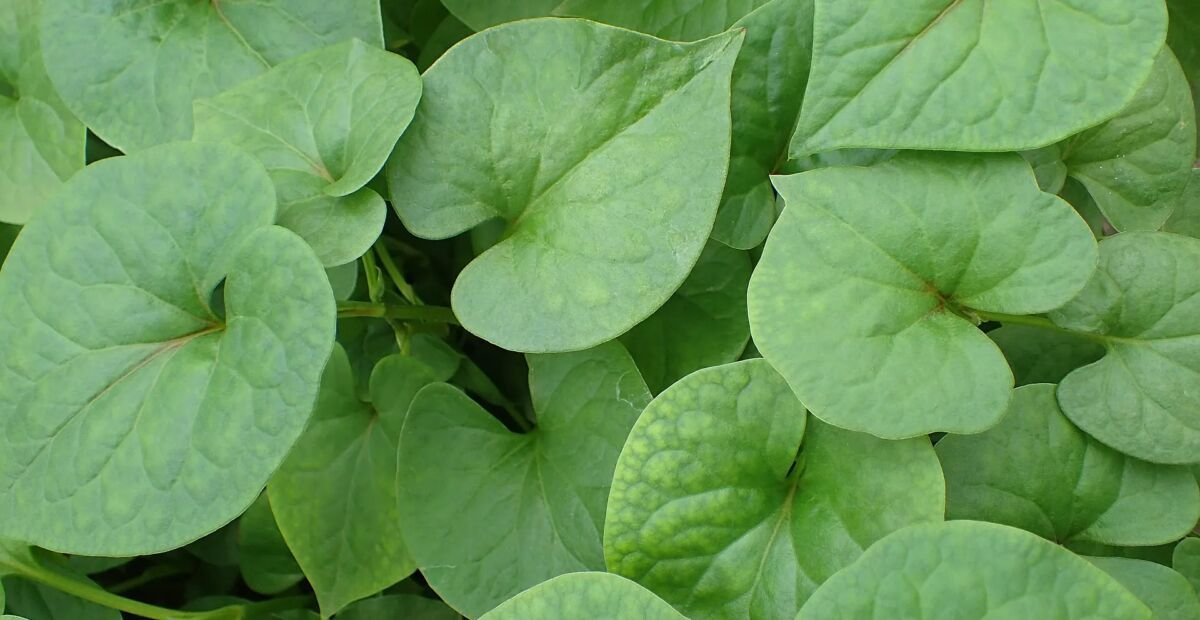 hutínia srdcovitá (Houttuynia cordata) – fotografia rastliny