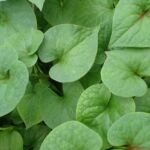 hutínia srdcovitá (Houttuynia cordata) – fotografia rastliny