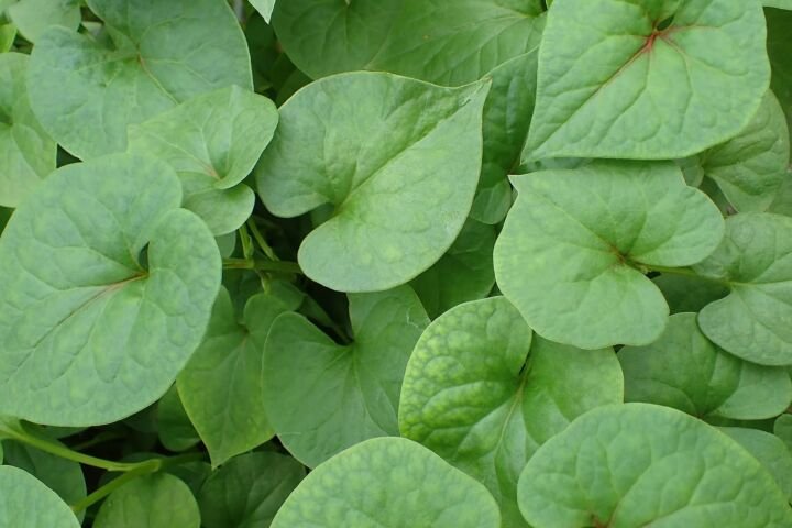Houttuynia cordata