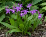 Hyacinth Orchid (Bletilla striata) care guide