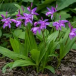 Hyacinth Orchid (Bletilla striata) – plant photo