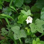 ibištek maniokový (Abelmoschus manihot) – fotografia rastliny