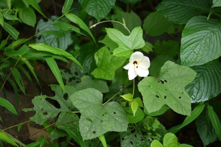 Abelmoschus manihot