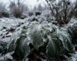 Ice damage