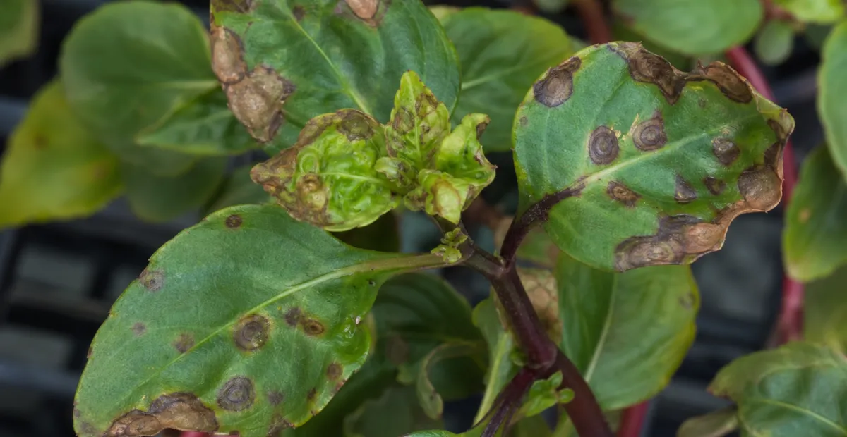 Impatiens necrotic spot virus disease