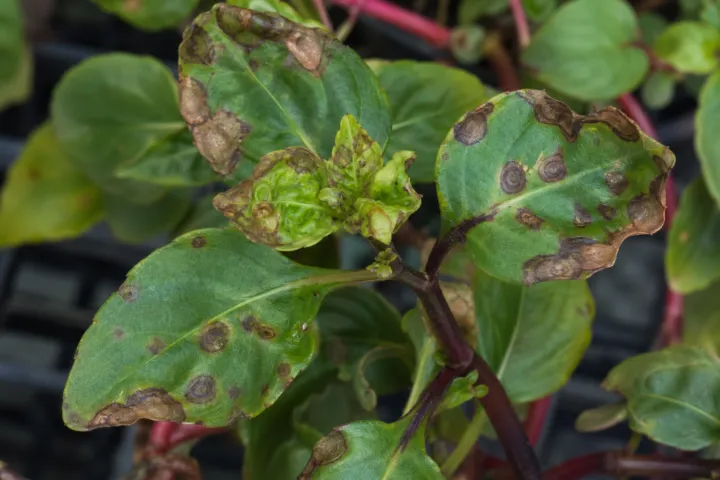 Impatiens necrotic spot virus disease