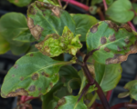 Impatiens-Nekrosefleckenvirus (INSV)