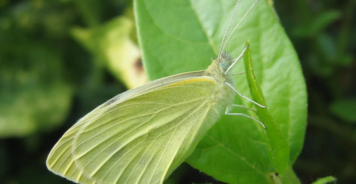 Imported cabbageworm
