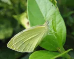 Imported cabbageworm