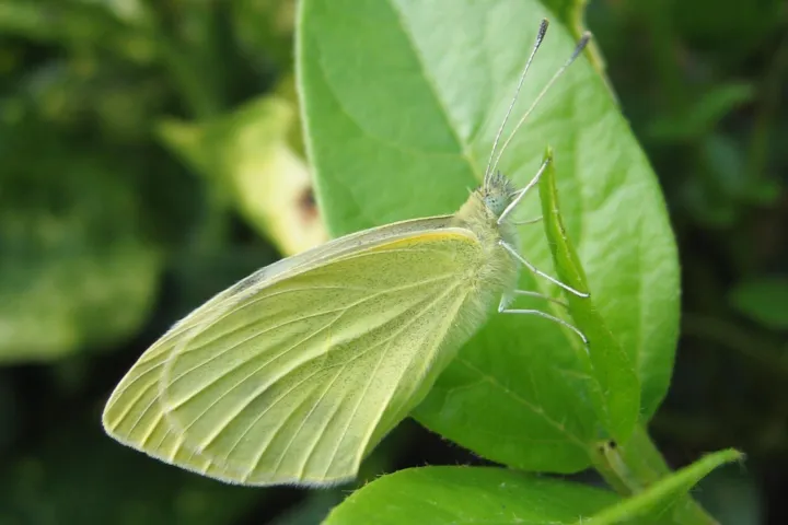Imported cabbageworm