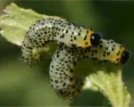 Imported currantworm