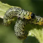 Imported currantworm