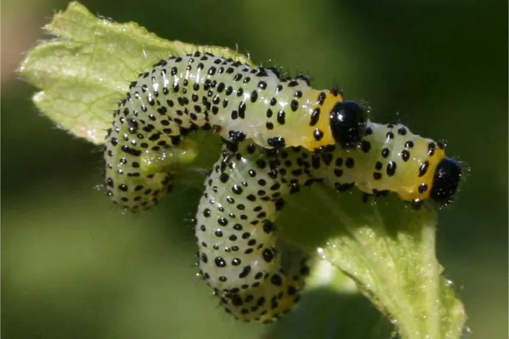 Imported currantworm