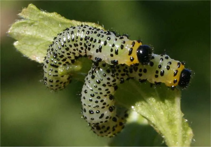 Imported currantworm