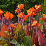 Indisches Blumenrohr (Canna 'Durban') – Pflanzenfoto